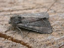 Attēlu rezultāti vaicājumam “Lacanobia contigua imago”