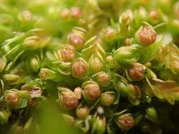 Attēlu rezultāti vaicājumam “Jungermannia hyalina”