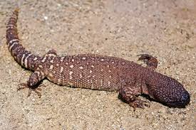 Attēlu rezultāti vaicājumam “Comatricha tenerrima stalked”