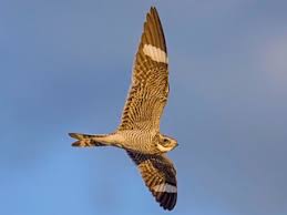 Image result for Chordeiles minor