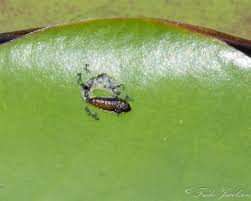 Attēlu rezultāti vaicājumam “Galerucella nymphaeae pupa”