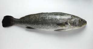 Image result for Argyrosomus regius