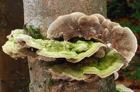 Attēlu rezultāti vaicājumam “Cerrena unicolor”