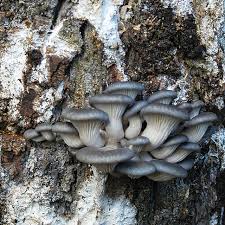 Attēlu rezultāti vaicājumam “Pleurotus ostreatus”