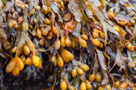 Attēlu rezultāti vaicājumam “Fucus vesiculosus”