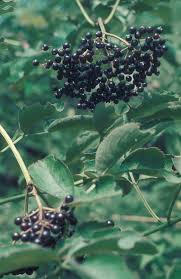 Attēlu rezultāti vaicājumam “Sambucus nigra fruit”