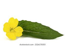 Attēlu rezultāti vaicājumam “Oenothera biennis leaf”