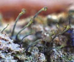 Attēlu rezultāti vaicājumam “Chaenotheca chlorella”