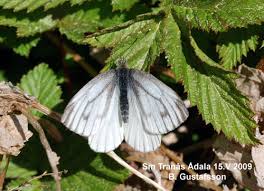 Attēlu rezultāti vaicājumam “Pieris napi female”
