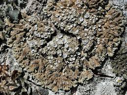 Attēlu rezultāti vaicājumam “Physconia distorta”