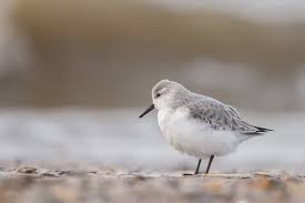 Attēlu rezultāti vaicājumam “Calidris alba adult”