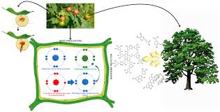 Attēlu rezultāti vaicājumam “Cynips quercusfolii”