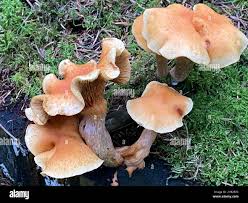 Attēlu rezultāti vaicājumam “Gymnopilus sapineus”