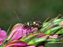 Attēlu rezultāti vaicājumam “Closterotomus biclavatus”