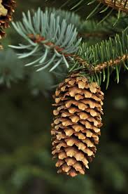 Attēlu rezultāti vaicājumam “Picea pungens”