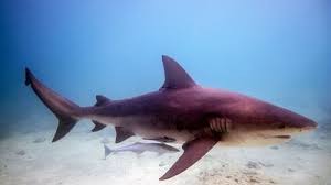 Image result for Carcharhinus limbatus
