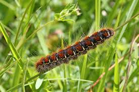 Attēlu rezultāti vaicājumam “Eriogaster lanestris larva”