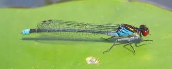 Attēlu rezultāti vaicājumam “Erythromma najas”