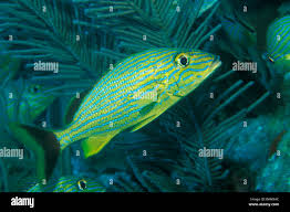 Image result for Haemulon sciurus