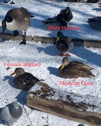 Attēlu rezultāti vaicājumam “Anas platyrhynchos eggs”