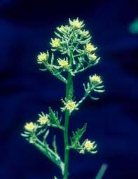 Attēlu rezultāti vaicājumam “Rorippa palustris”