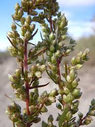 Image result for Artemisia caudata