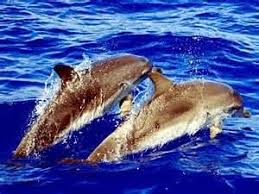 Image result for Dolphina Gc