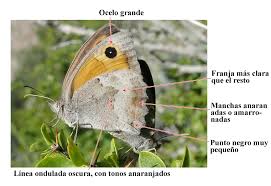 Attēlu rezultāti vaicājumam “Hyponephele lycaon male”