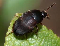 Attēlu rezultāti vaicājumam “Leiodidae”