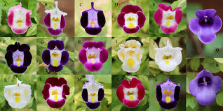 Attēlu rezultāti vaicājumam “Saussurea esthonica flower”