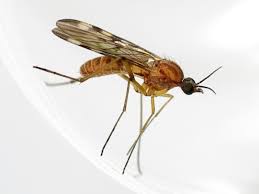 Attēlu rezultāti vaicājumam “Sylvicola sp.”