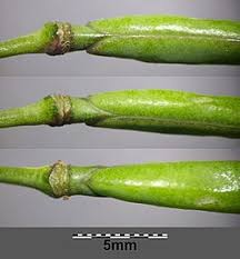 Attēlu rezultāti vaicājumam “Diplotaxis tenuifolia fruit”