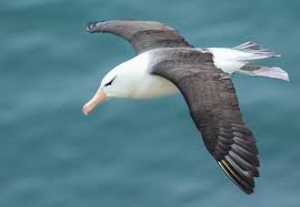 Image result for Thalassarche melanophris