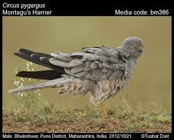 Attēlu rezultāti vaicājumam “Circus pygargus”