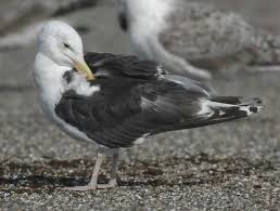Attēlu rezultāti vaicājumam “Larus marinus adult”