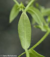 Attēlu rezultāti vaicājumam “Myosotis sparsiflora leaf”