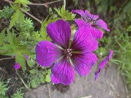 Image result for Geranium `Sandrine`