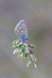 Attēlu rezultāti vaicājumam “Polyommatus icarus male”