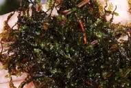 Attēlu rezultāti vaicājumam “Chiloscyphus pallescens”