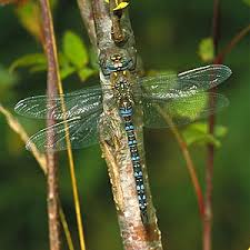 Attēlu rezultāti vaicājumam “Aeshna mixta male”