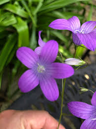 Image result for Campanula patula