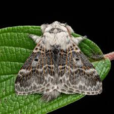 Attēlu rezultāti vaicājumam “Lasiocampidae”