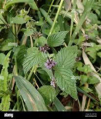 Attēlu rezultāti vaicājumam “Mentha x verticillata leaf”