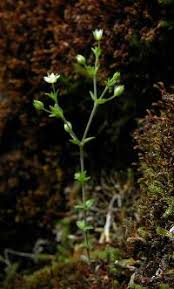 Attēlu rezultāti vaicājumam “Arenaria serpyllifolia flower”
