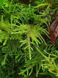 Attēlu rezultāti vaicājumam “Thamnobryum alopecurum”