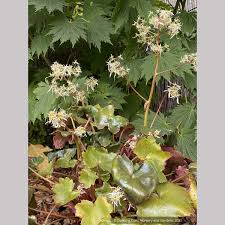 Attēlu rezultāti vaicājumam “Saxifraga cymbalaria flower”