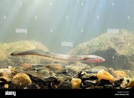 Image result for Lethenteron camtschaticum