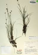 Attēlu rezultāti vaicājumam “Rhynchospora alba fruit”