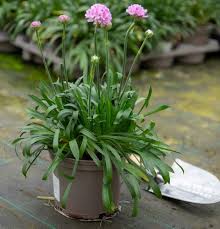 Attēlu rezultāti vaicājumam “Armeria vulgaris leaf”