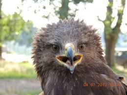 Attēlu rezultāti vaicājumam “Aquila pomarina adult”